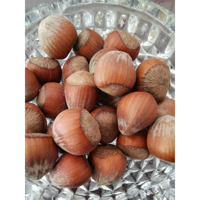 新鲜大榛子500g铁岭生榛子东北新货