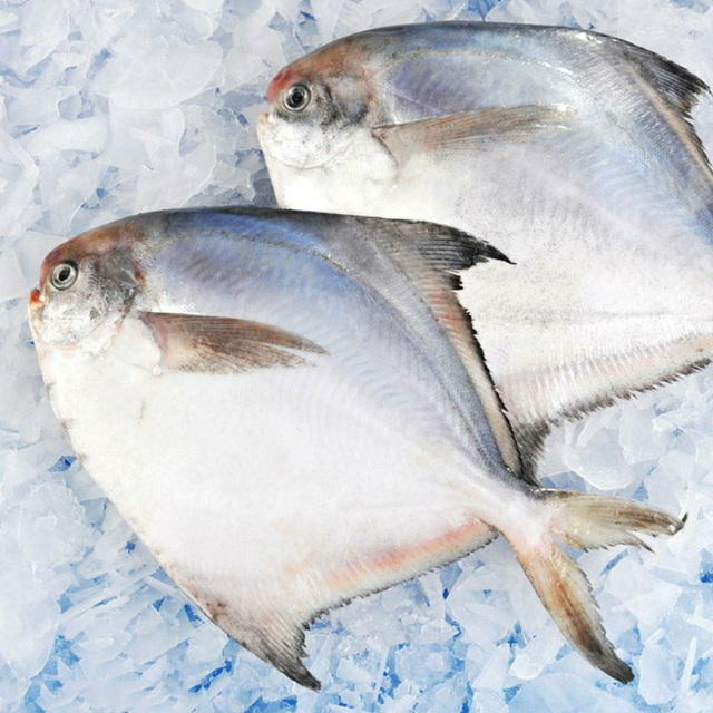 银鲳鱼青岛特产海鲜水产野生小鲳鱼新鲜鲜活捕捞冷冻1斤白鲳鱼