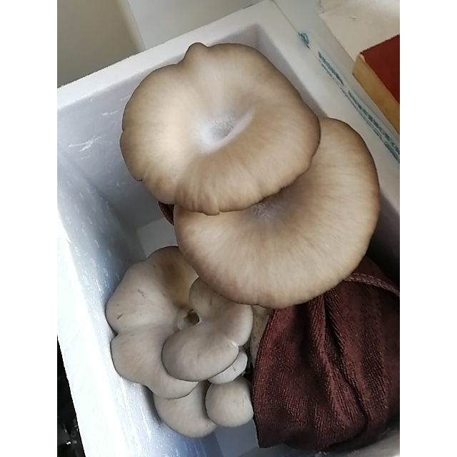 中华特色山东馆鲁青扶贫灰平菇菌菇包食用菌棒菌包菌种种子其他多肉