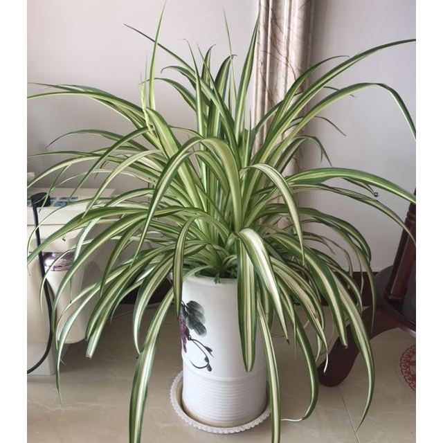 王老吉凉茶植物饮料310ml6罐组广药集团荣誉出品