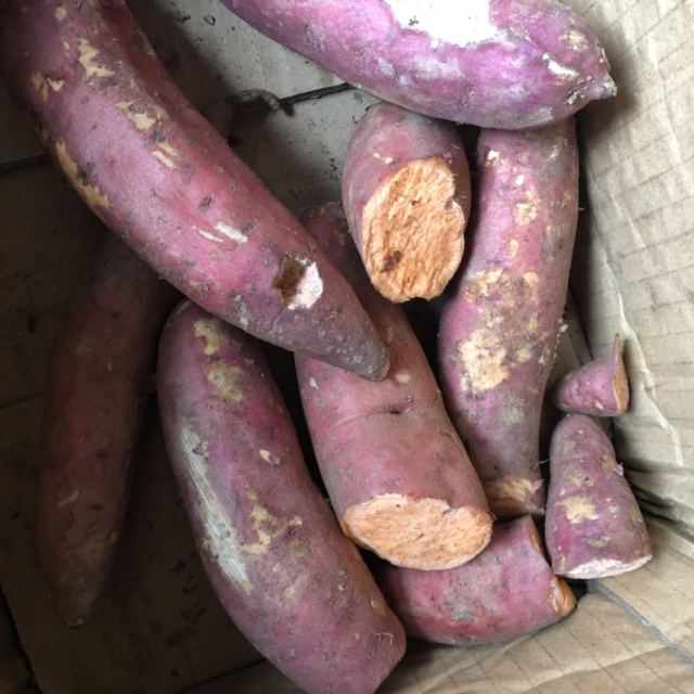 5斤 糖心红薯现挖黄金香薯自种地瓜商品评价 > 老鼠吃过的也发过来有.
