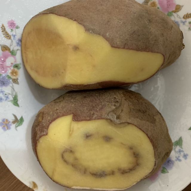 博多客内蒙古红皮土豆新鲜沙土豆高山马铃薯洋芋