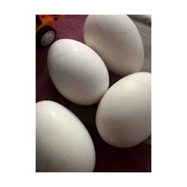 头照蛋牧鹅农家散养头照鹅蛋孕妇去胎毒新鲜生鹅蛋120g160g5枚土鹅蛋
