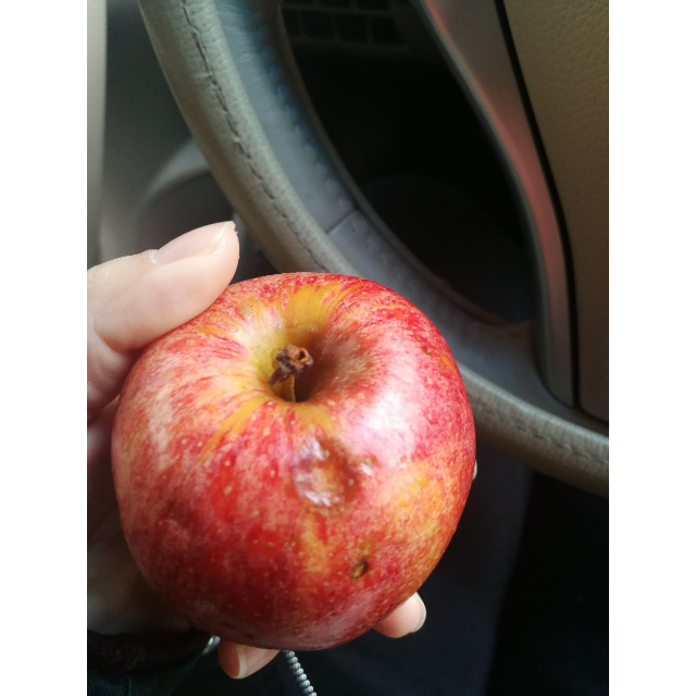 烂掉的苹果撞伤图片