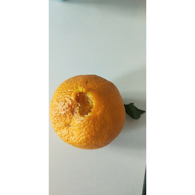 丑橘坏果图片大全图片