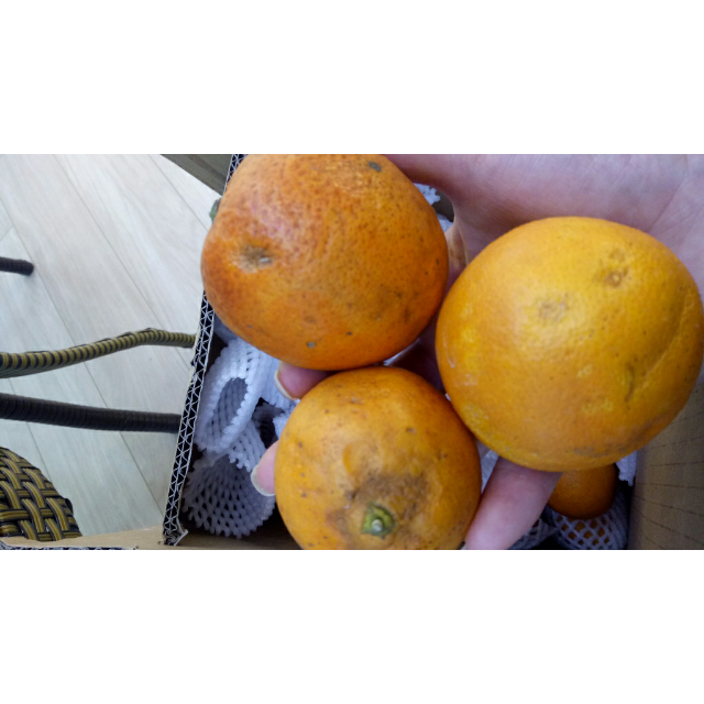 血橙 3斤 红肉橙子新鲜当季水果红心手剥甜脐橙包商品评价 > 全是坏的