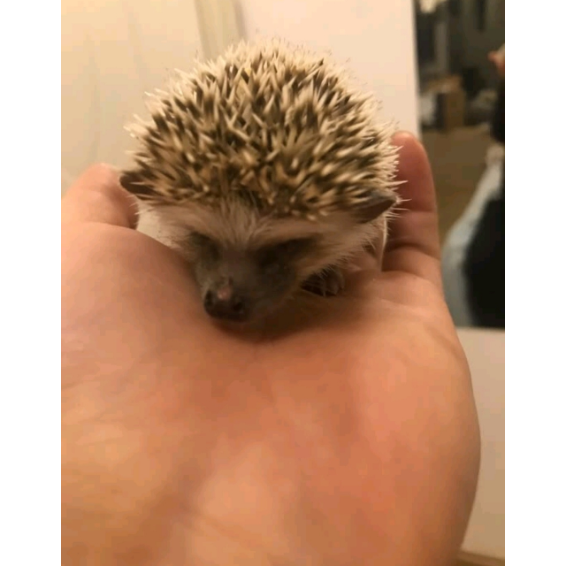 马特维matewei宠物活体非洲迷你刺猬幼宠小刺猬幼崽白色杏色平托家养