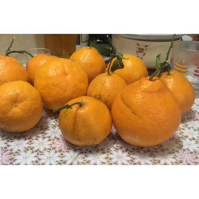 > 【中华特色】 四川耙耙柑2kg 丑柑四川春见粑粑柑新鲜水果4斤装商品