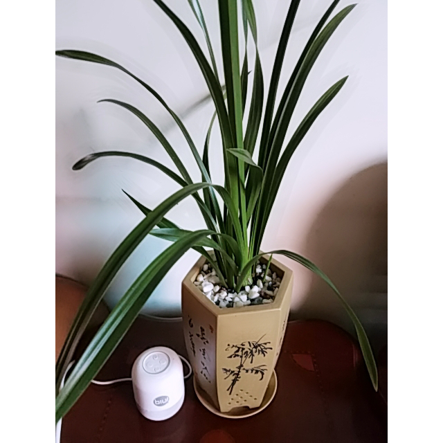 2019新款宜兴紫砂花盆大口径透气兰花专用盆中国风君子兰盆大号陶瓷