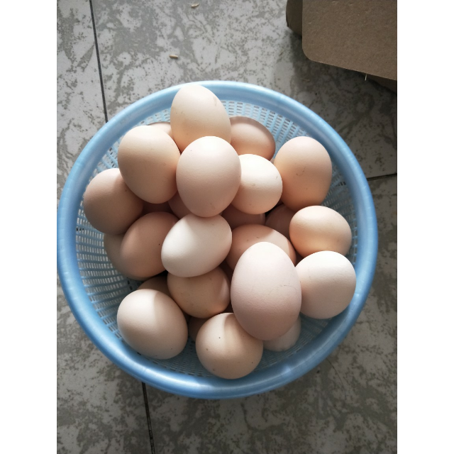 > 【爆款直降】农家散养鲜鸡蛋30枚 山林散养鸡蛋 破损包赔商品评价 >