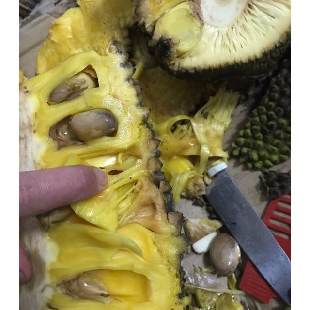 菠萝蜜烂掉的图片图片