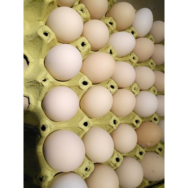 土鸡蛋一托30个高清大图|实物图