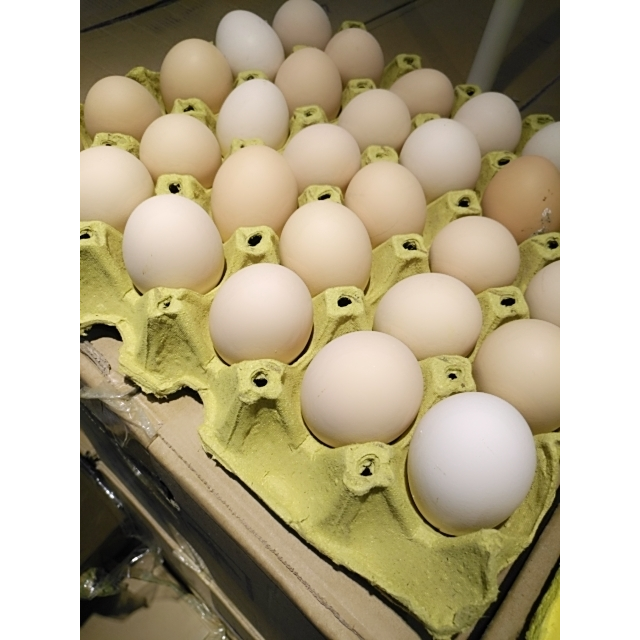 土鸡蛋一托30个