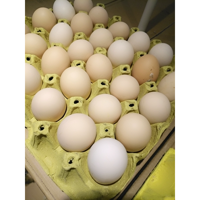 土鸡蛋一托30个高清大图|实物图