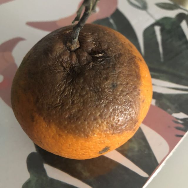 【中华特色】四川馆 麻阳冰糖橙 5斤箱装 单果60mm左右 橙子精品果