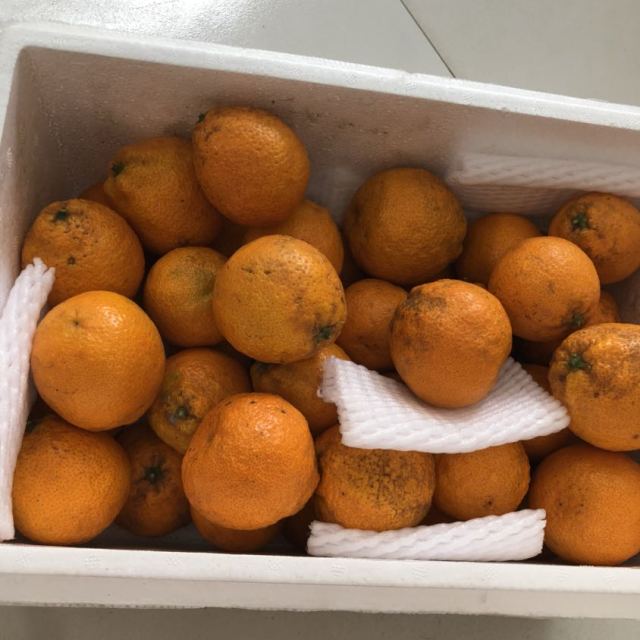 鲜拉拉助农雅安黄果柑小橘子净重4斤两件合发一箱