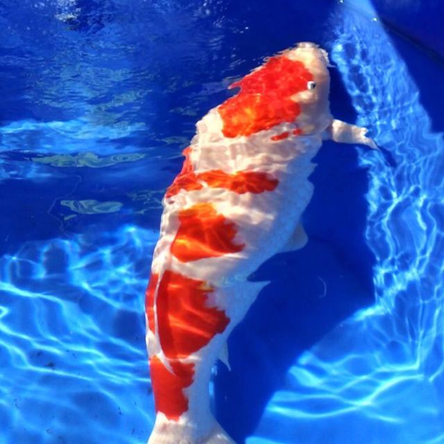 马特维matewei纯种新款淡水日本红白大正昭和三色丹顶观赏鱼精品锦鲤