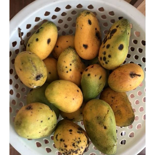 广西芒果小台芒小台农25斤装果肉细腻单果约70g请拍2的倍数