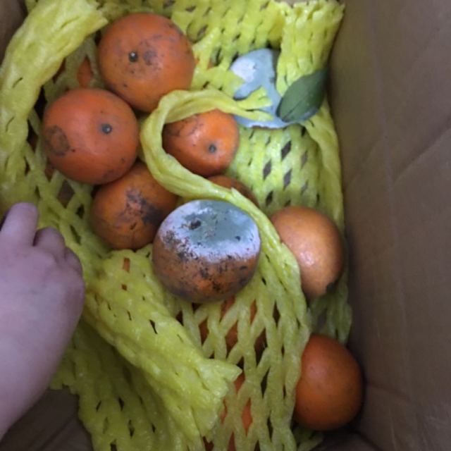 起凤橘洲武鸣沃柑25斤装单果6065mm新鲜水果橘子