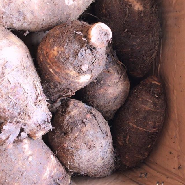 中华特色廉江馆荔浦香芋新鲜槟榔芋头大紫藤芋5斤中芋约68个农家蔬菜