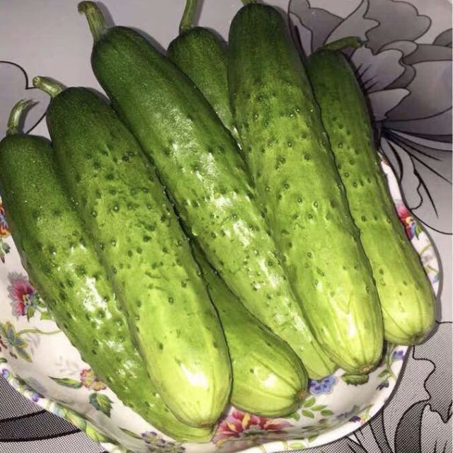 【中华特色】 烟台馆 沃佳 黄瓜 500g/份 胶东旱黄瓜 新鲜蔬菜 水果