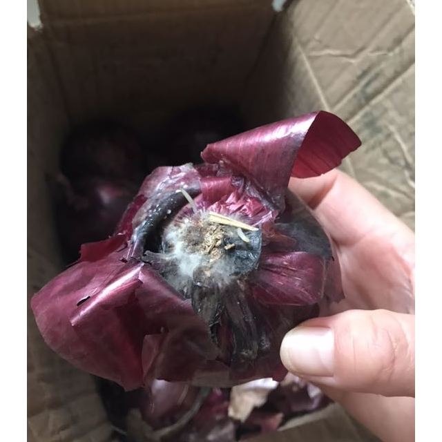 紫红皮洋葱 5斤 葱头 洋葱 圆葱 玉葱 新鲜蔬菜 产发qq叶菜类有个别坏