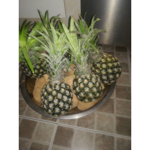 【第二件3元】现摘香菠萝 新鲜菠萝4.5斤