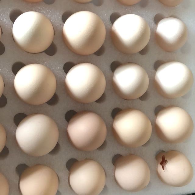 > u蛋e族鲜鸡蛋30枚商品评价 > 有破损