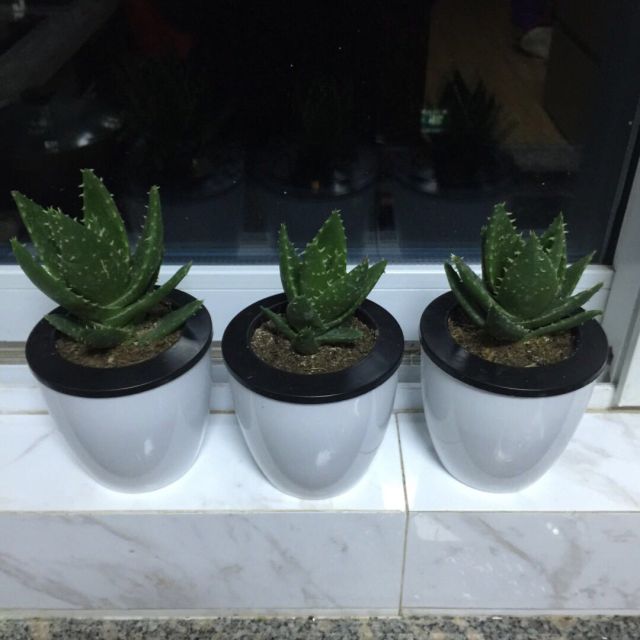 > 3顆裝 蘆薈水培植物盆景辦公室盆栽綠植不夜城綠色植物商品評價 >