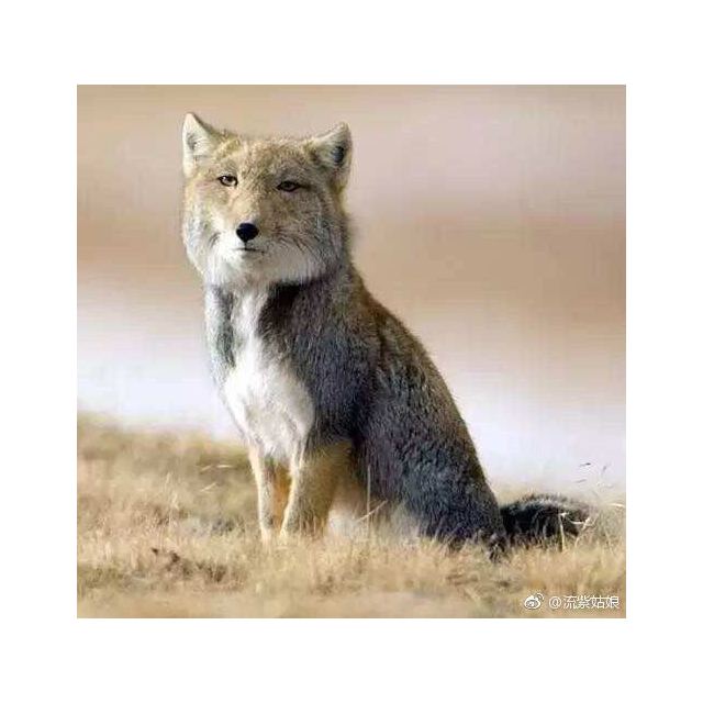 【饱满有光泽】佑天兰utena奢 华璞俐莎水润果冻面膜(双效玻尿酸)33g*