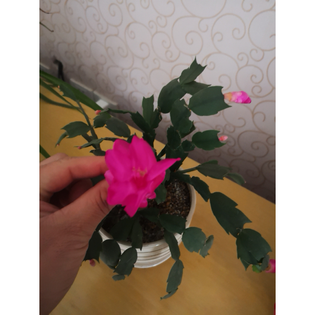 > 古井贡牌 古井贡酒 年份原浆 中国香古8 50度 500ml*6 整箱装 浓香