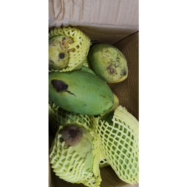 天府生鲜西沛国产攀枝花凯特芒净重45斤单果300g以上新鲜水果2件合发1