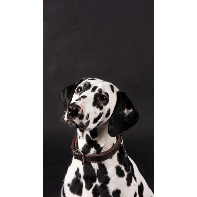 > adidas阿迪达斯男卫衣长袖圆领秋冬休闲运动服dt2497 l dt2497灰色