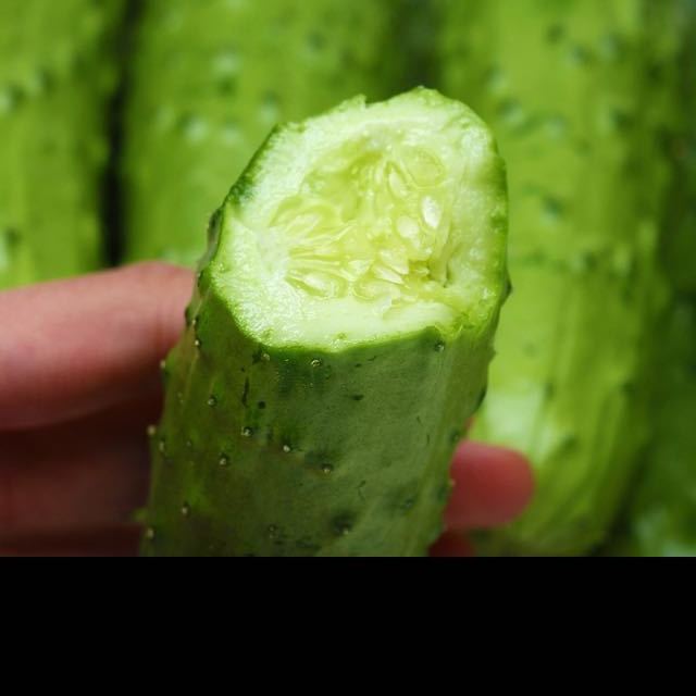 中华特色烟台馆沃佳黄瓜500g份胶东旱黄瓜新鲜蔬菜水果黄瓜小黄瓜华东