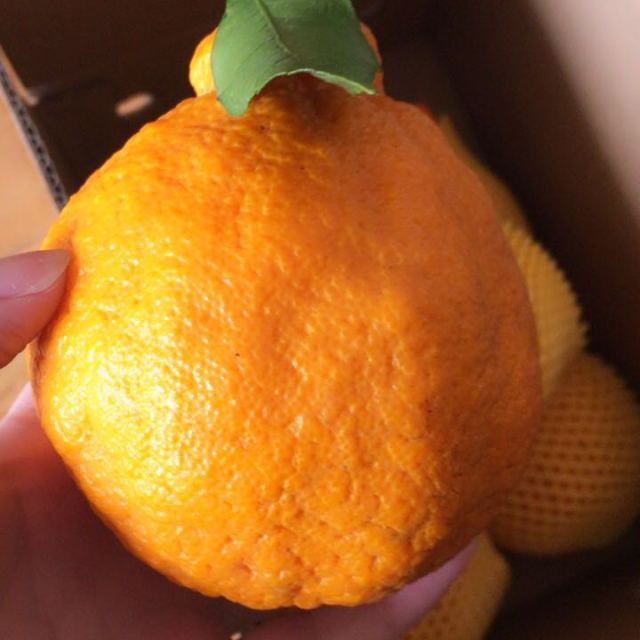 > 展卉 四川蒲江丑柑 丑橘不知火1.