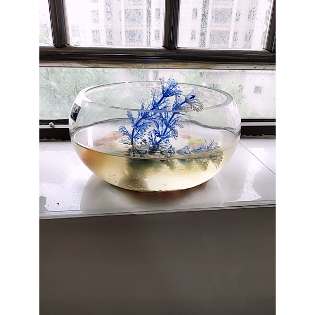 創意桌面魚缸生態圓形玻璃金魚缸烏龜缸迷你小型造景家用水族箱_1