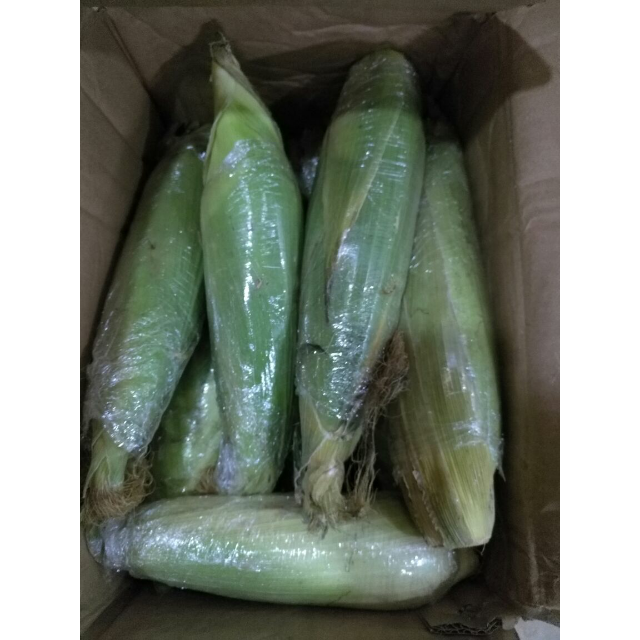 鲜拉拉攀枝花白糯玉米4斤非水果玉米新鲜当天采摘新鲜蔬菜坏了包赔需
