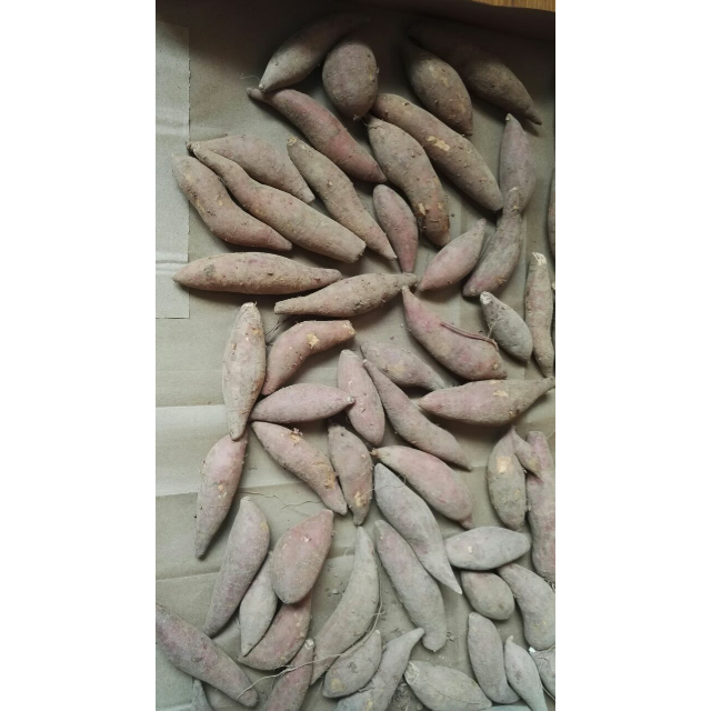 福建漳州六鳌地瓜中小果5斤2535个纯沙地大红叶