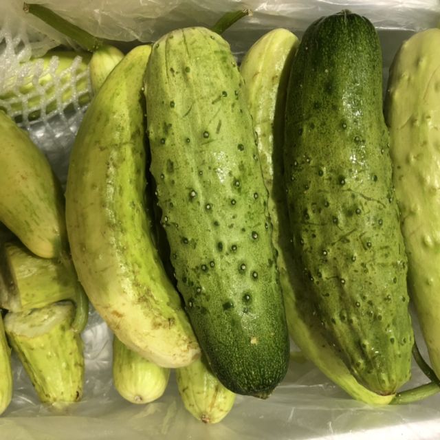 黄瓜水果黄瓜旱黄瓜山东海阳黄瓜5斤