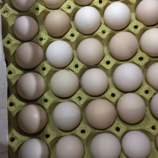 土鸡蛋一托30个高清大图|实物图