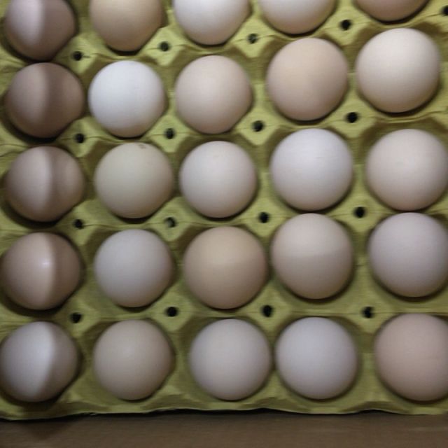 土鸡蛋一托30个