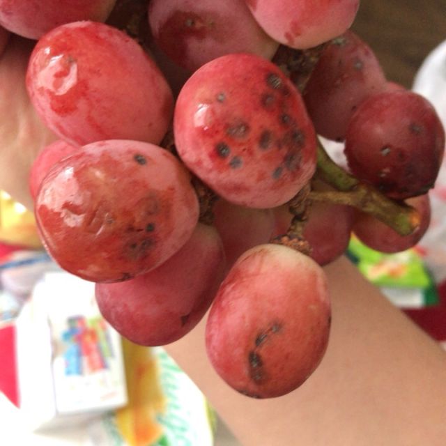 欢乐果园joytree秘鲁进口红提葡萄提子500g装新鲜水果
