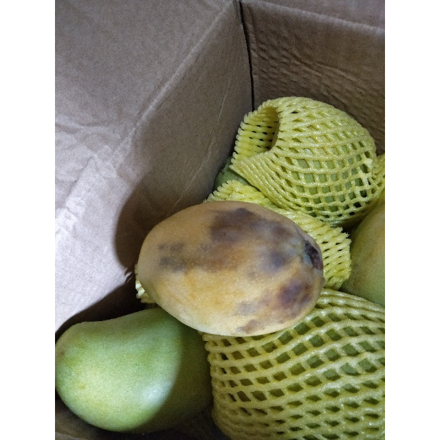 西沛国产四川攀枝花凯特芒 净重9斤 单果300g以上 新鲜水果 热带芒果