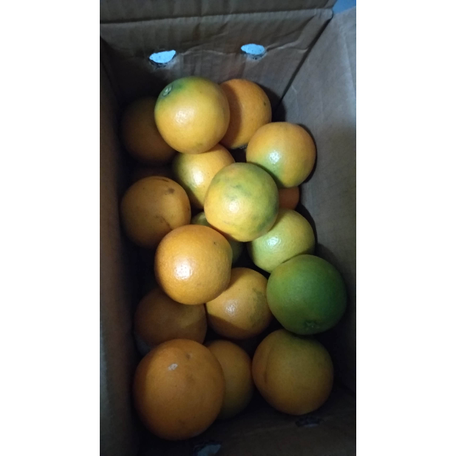 湖南麻阳冰糖橙迷你橙5斤装 单果果径50-55mm 香甜多汁 酸甜可口橙子