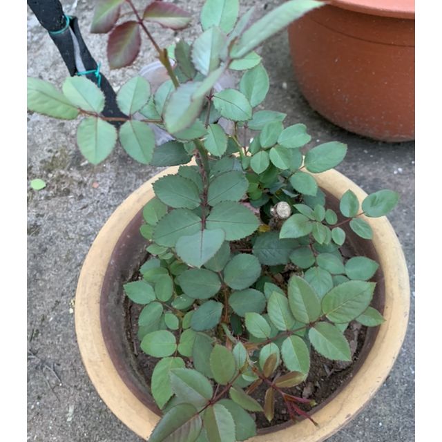 鱼人玫瑰花苗花卉盆栽植物室内月季花好养带花苞七彩蔷薇四季开花不断