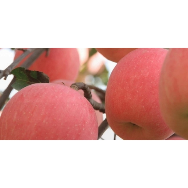 > 90苹果(来发缘)商品评价 > 直接在苏宁小店买的,.