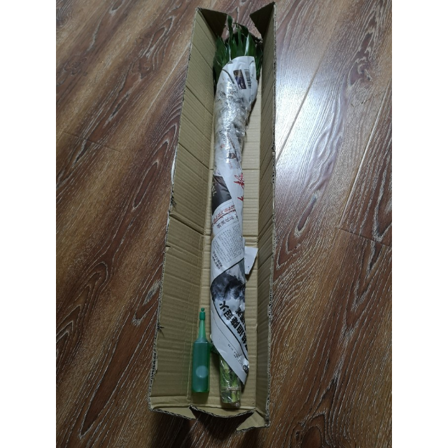 富贵竹60厘米10颗水培室内盆栽花卉绿植净化空气除甲醛水养植物花