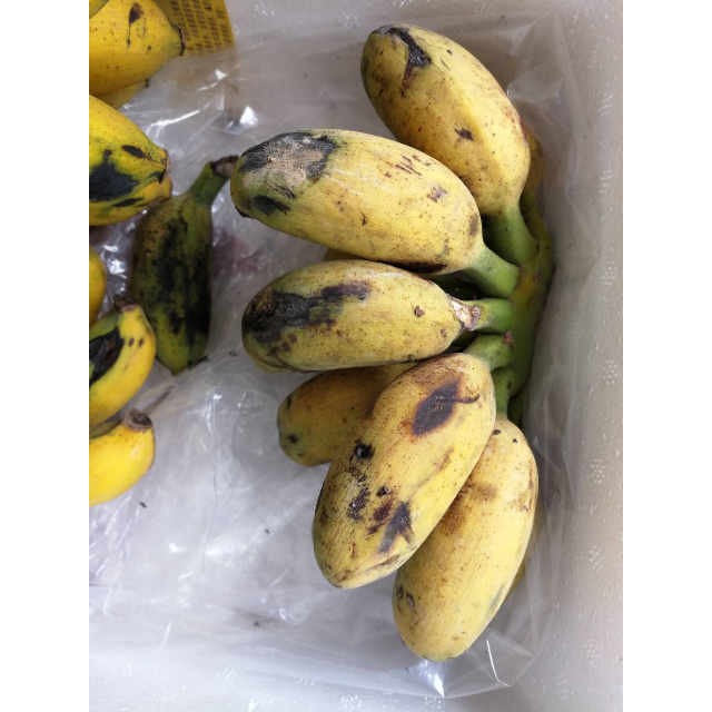 5斤 【拍4件减8元合并发9斤】香蕉收到货都是青的,黄了-苏宁易购