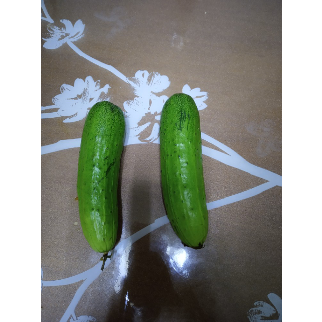 中华特色烟台馆沃佳黄瓜500g份胶东旱黄瓜新鲜蔬菜水果黄瓜小黄瓜华东