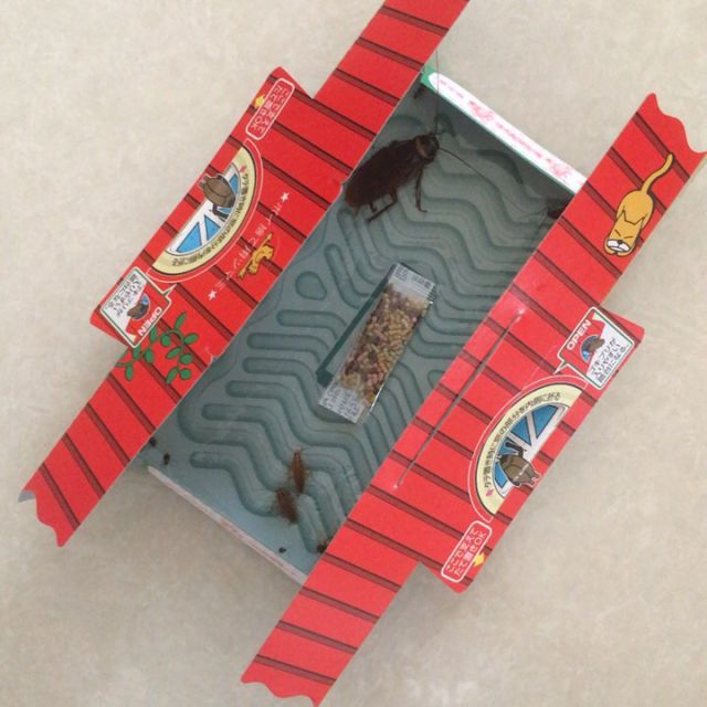 日本进口安速小强恢恢蟑螂屋杀虫10枚装